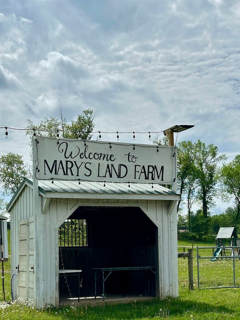 This Sunflower Field In Maryland Captures Peak Summer Magic - Decor Hint Where The Sunflowers Actually Grow