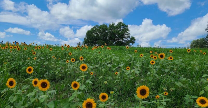 This Sunflower Field In Maryland Captures Peak Summer Magic