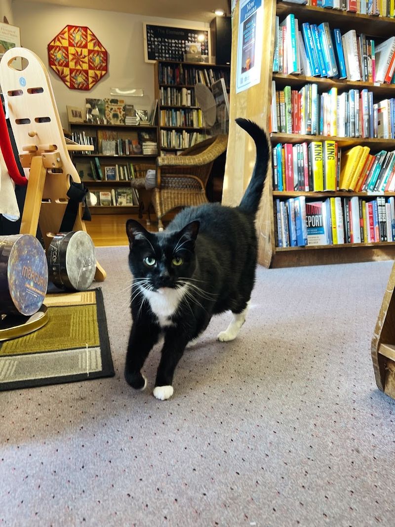 Shop Cats Give The Place Extra Reader Charm