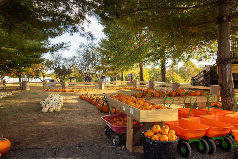 Country Pumpkins, Dry Ridge