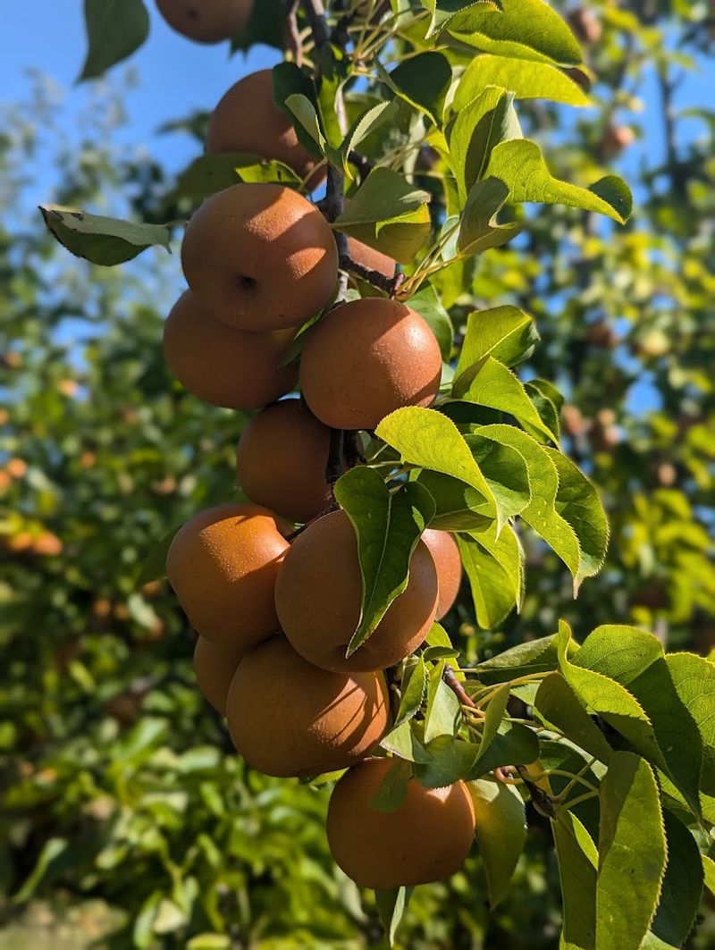 Roll Out Of Hendersonville With Pear Standards Officially Raised