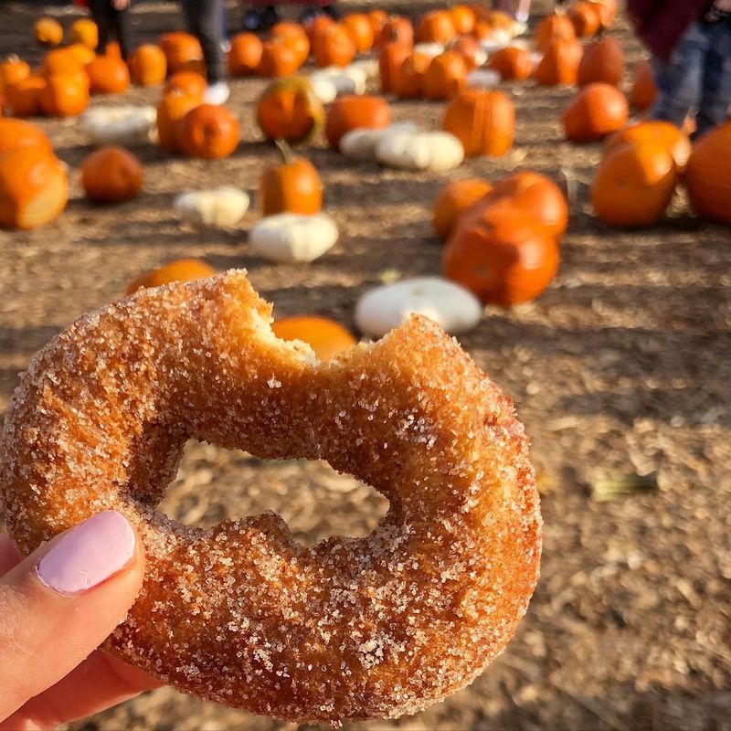 The Apple Cider Donuts Are Only The Beginning At This Connecticut Orchard - Decor Hint Orchard Apples Flavor The Famous Donuts