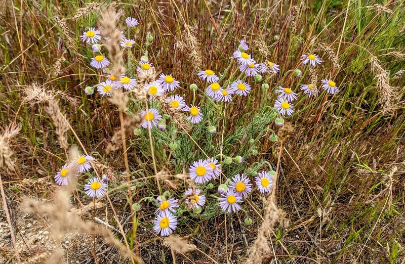 This Secluded Idaho Hike Leads To Centuries-Old Wagon Ruts - Decor Hint Wildlife And Wildflowers Along The Way