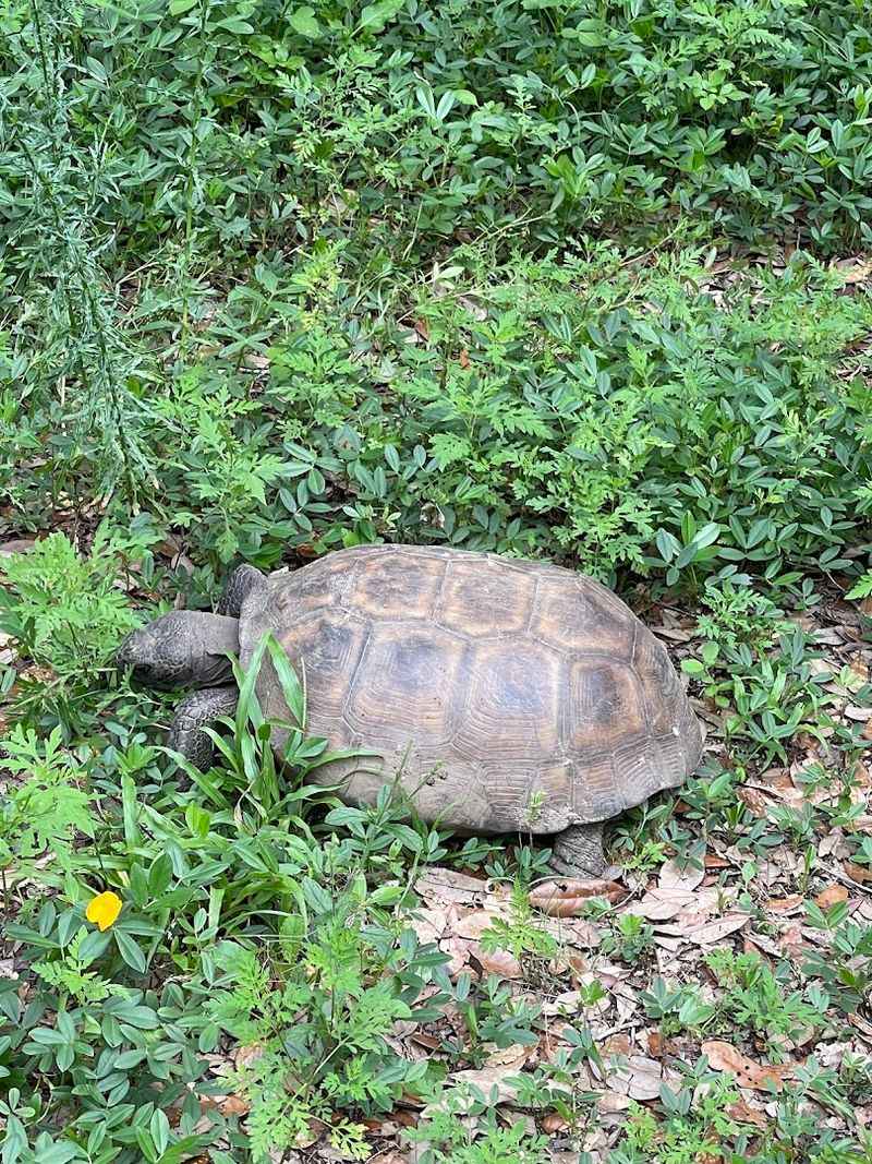 Wildlife That Surprises You