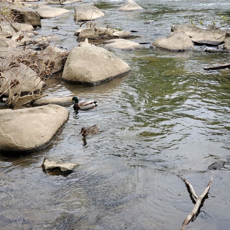 Wildlife Hidden In Plain Sight