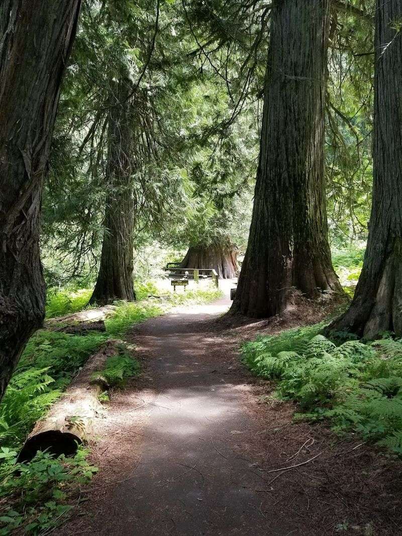 Giant Red Cedar National Recreation Trail