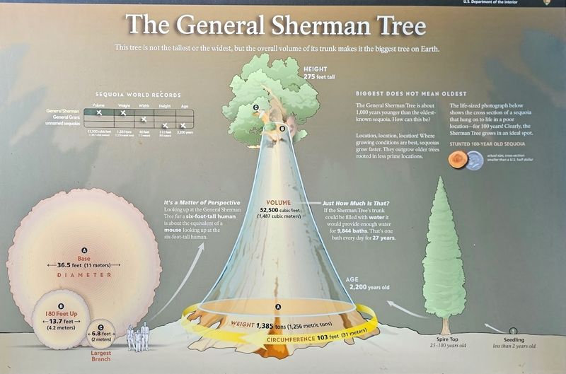 Crowds Move Fast, But The Tree Does Not
