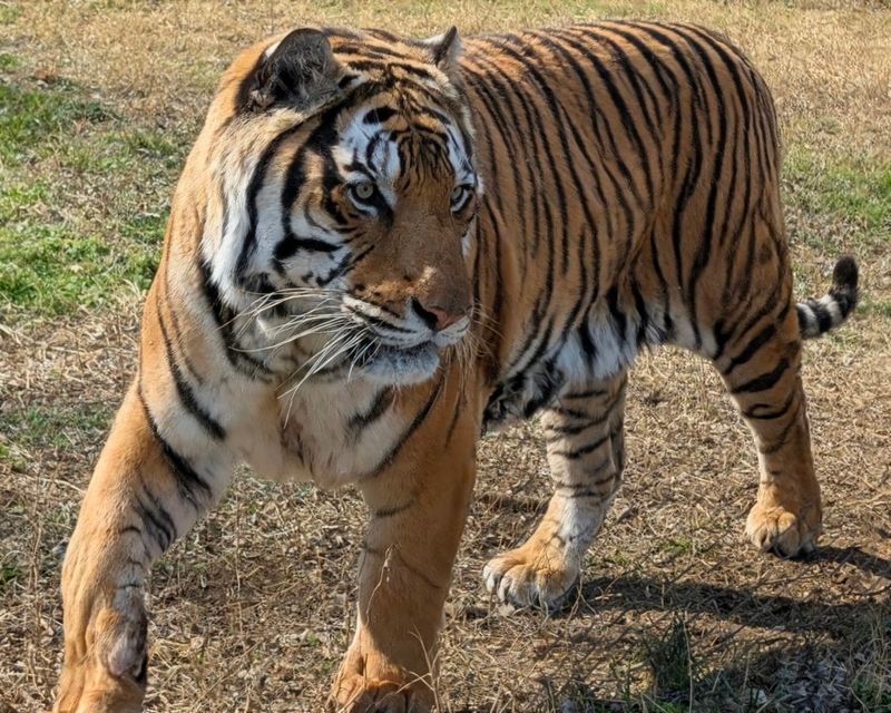 This North Carolina Sanctuary Gives Rescued Tigers A Permanent Home And Only Lets Visitors Inside On Guided Tours - Decor Hint Book Early Because Popular Public Tours Can Sell Out