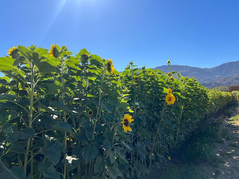 Prancer's Farm, Santa Paula