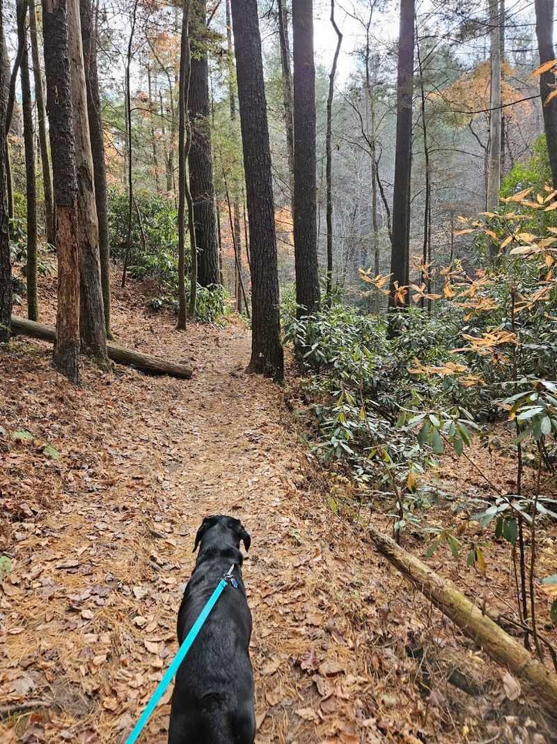Rock Bridge Trail And Creation Falls, Red River Gorge, Daniel Boone National Forest, Pine Ridge