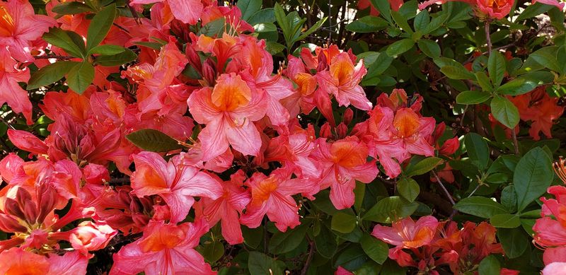 Trial Gardens Show Which Plants Can Handle Nebraska Conditions