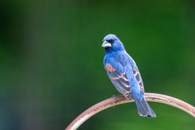 Look For Indigo Buntings, Blue Grosbeaks, And Yellow-Breasted Chats