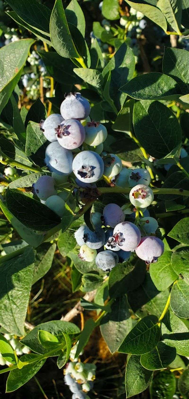 This North Idaho Farm Lets You Pick Eight Varieties Of Blueberries During Peak Summer - Decor Hint Bring The Family For A Relaxed Morning In The Fields