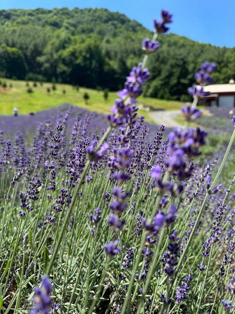 Follow The Scent Until The Purple Rows Take Over