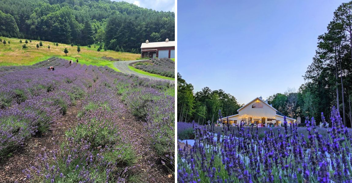 Visit This Mountain Lavender Farm In North Carolina Before Its Clean Grown Blooms Disappear For The Season - Decor Hint