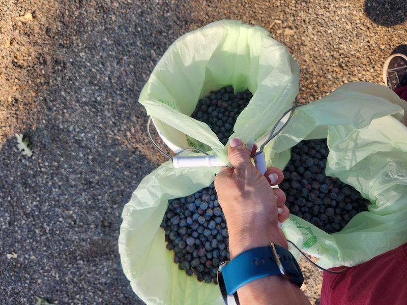 Lined Buckets Are Provided When You Arrive