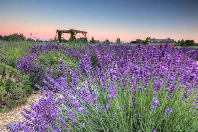 Red Chair Lavender