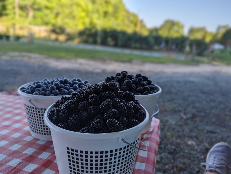 Blueberry Thrill Farm