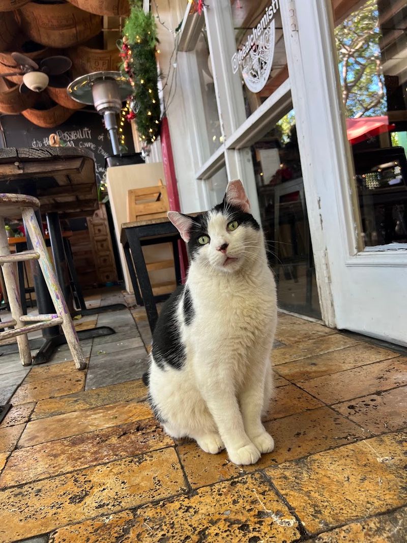 Meet Cats And Freddie, The Resident Rooster