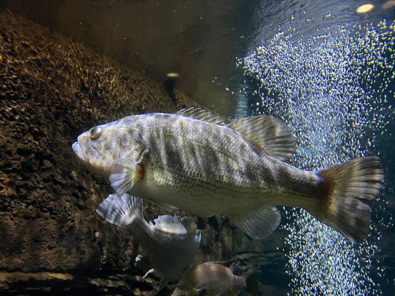 This Underrated Nebraska Park Packs Forest Trails, Wildlife And An Impressive Aquarium Into One Easy Escape - Decor Hint See Native Fish Inside Immersive Aquariums