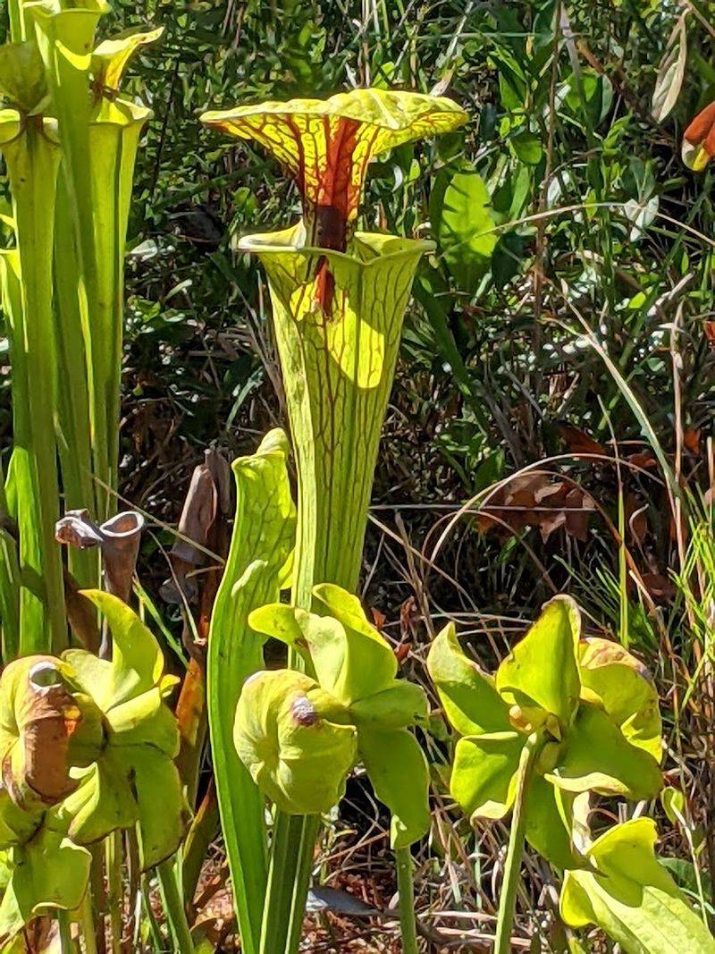 Notice Pitcher Plants, Sundews, And Other Strange Wetland Life