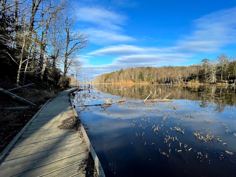 Hunt For Shark Teeth At Calvert Cliffs State Park, Lusby