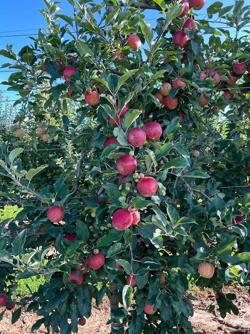 Pick Your Own Fruit Before The Farm Store Tempts You Indoors