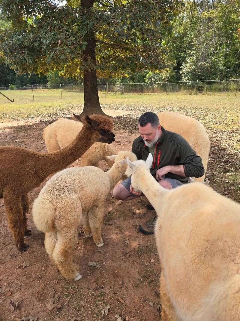 This Adorable North Carolina Farm Offers Scenic Walks With Friendly Alpacas - Decor Hint Discover Each Alpaca's Surprisingly Different Personality