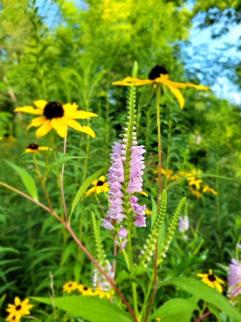 Nature Tucked Inside The Art