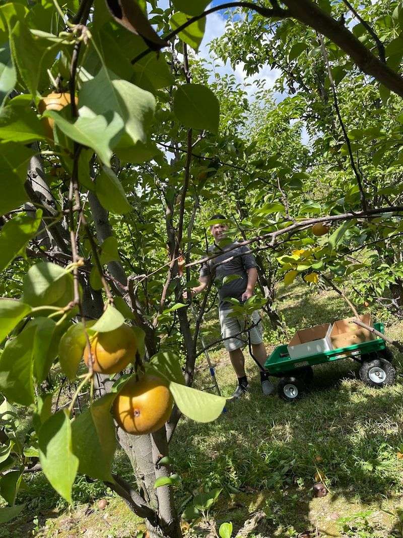 Pick Your Own Before The Best Pears Disappear Into Someone Else's Bag