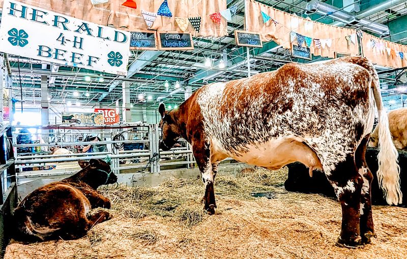 Meet Farm Animals Inside The Livestock Exhibits