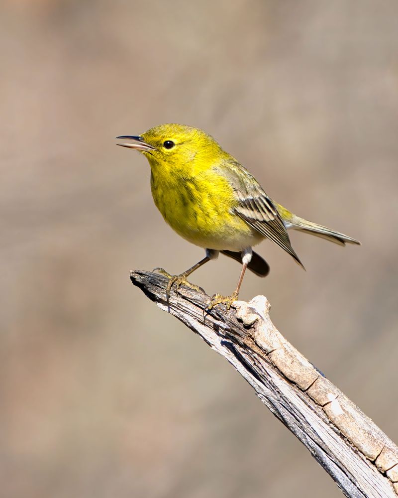 You Could Spot A Different Species Around Nearly Every Bend