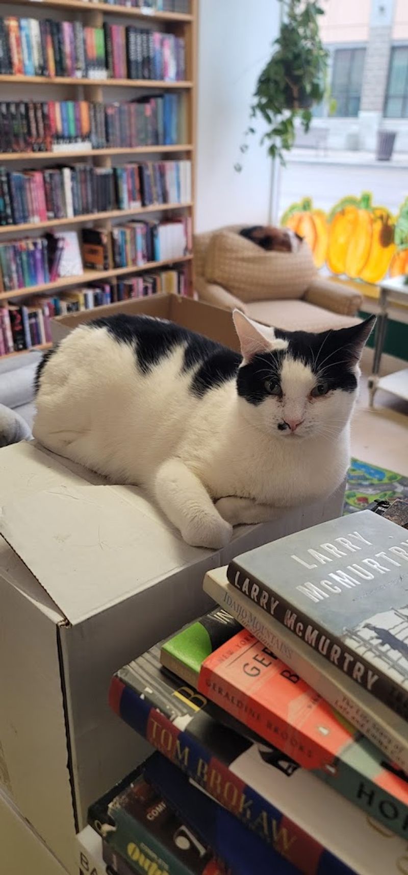 A Cat May Judge Your Reading Choices Before Checkout