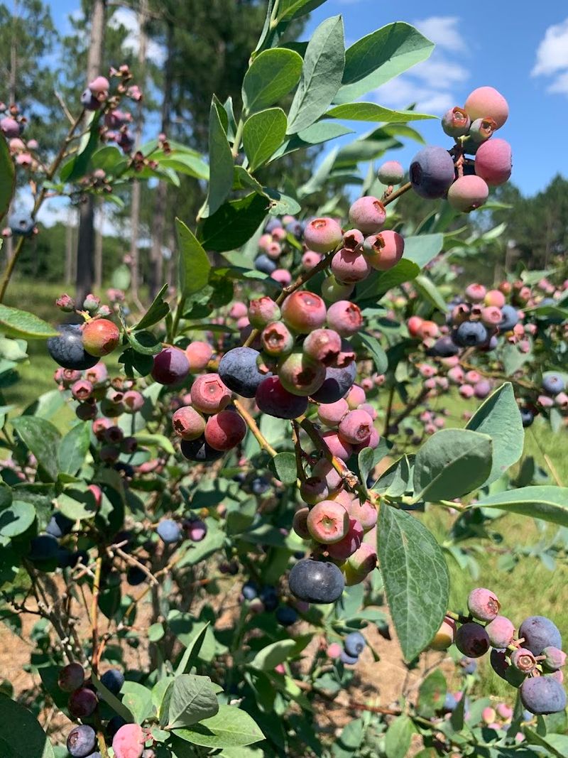 Seasonal Fruits That Keep The Experience Fresh All Year