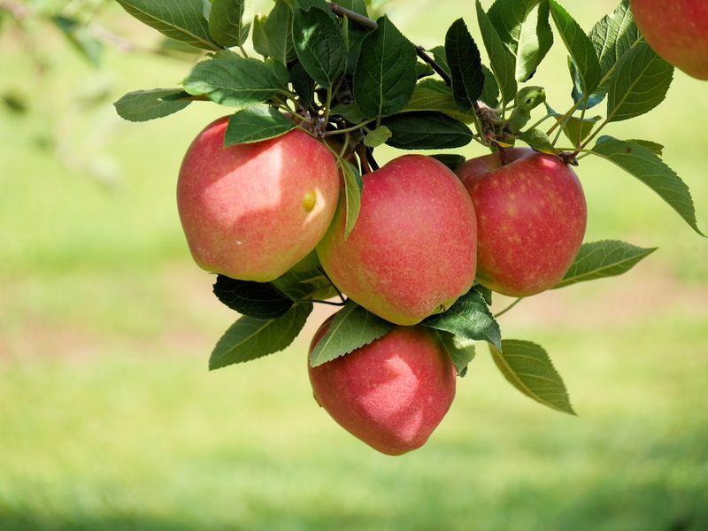 Apple Acres Orchard, Kearney