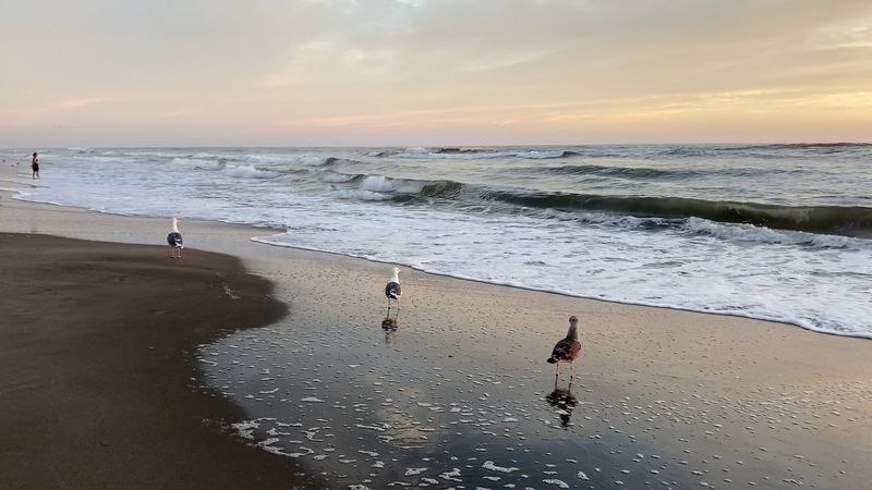 Seabirds Gather Along The Waterline