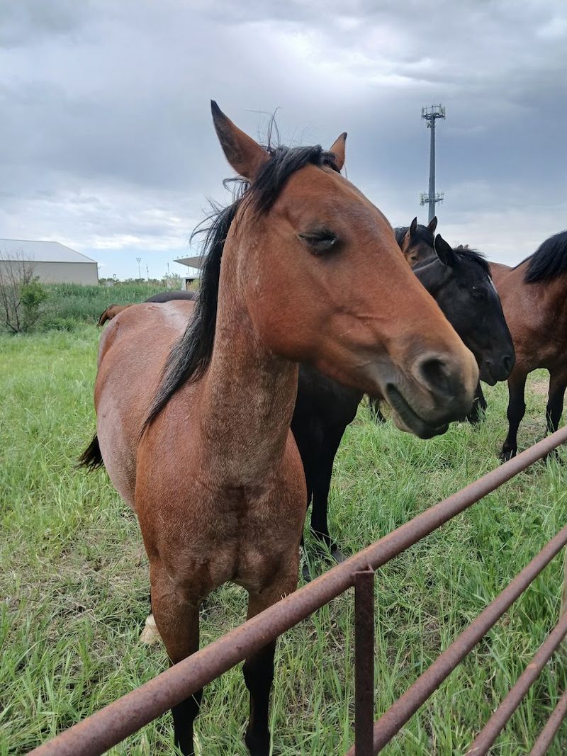 This Nebraska Horseback Adventure Offers The Kind Of Experience That Shifts Your Perspective - Decor Hint The Sensory Experience You Cannot Replicate Online