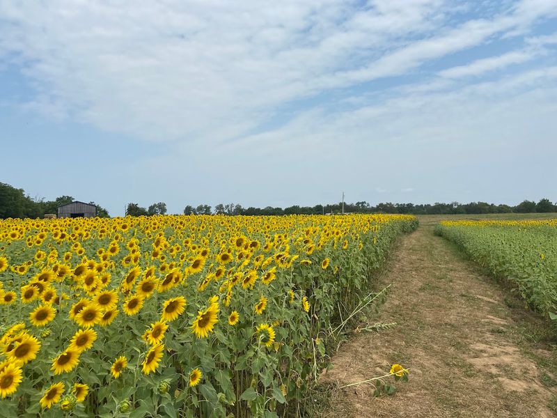 The Pick-Your-Own Sunflower Experience Explained