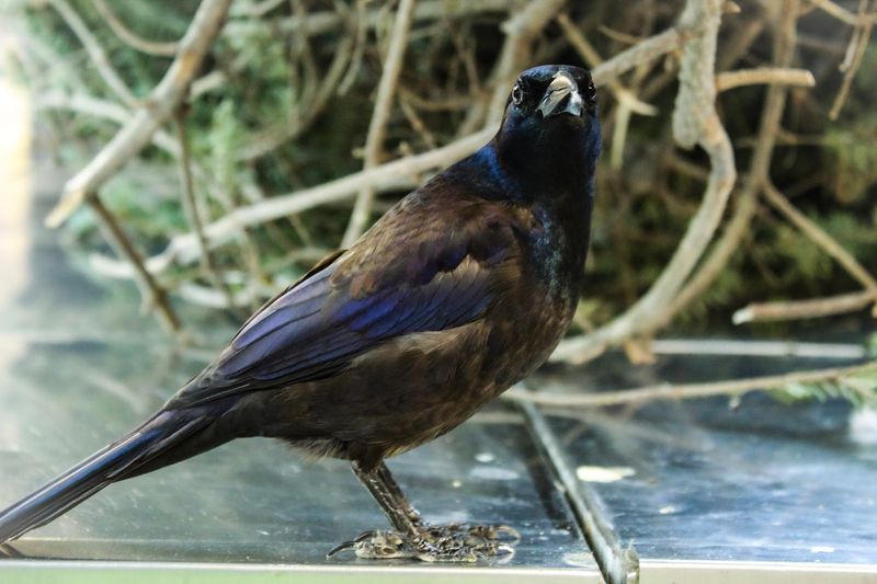 Birds You Might See During A Visit