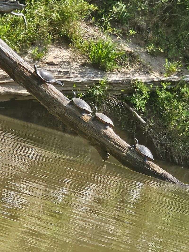 Wildlife You Might Spot On The Water