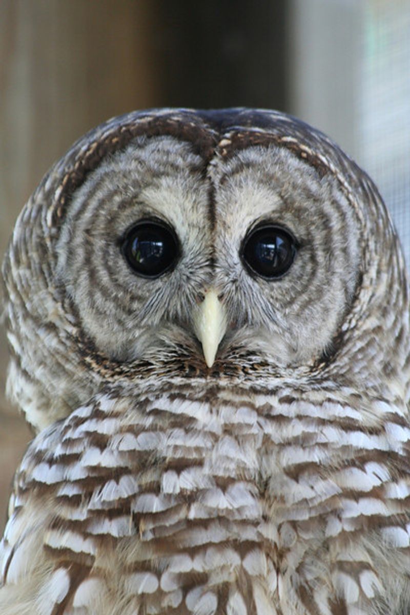 Owls Are The Stars Of The Show