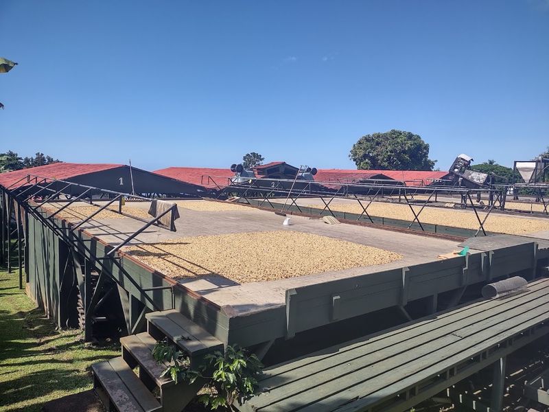 The Kona Coffee Belt And Why Location Is Everything