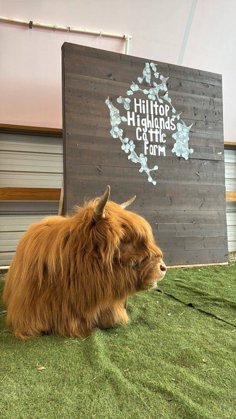 The Fluffiest Cows In Kentucky Live On This Farm And You Can Meet Them Up Close - Decor Hint The Highland Cows That Stole Everyone's Heart