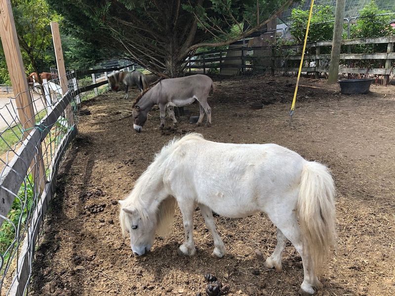 Guided Trail Rides Through Nature