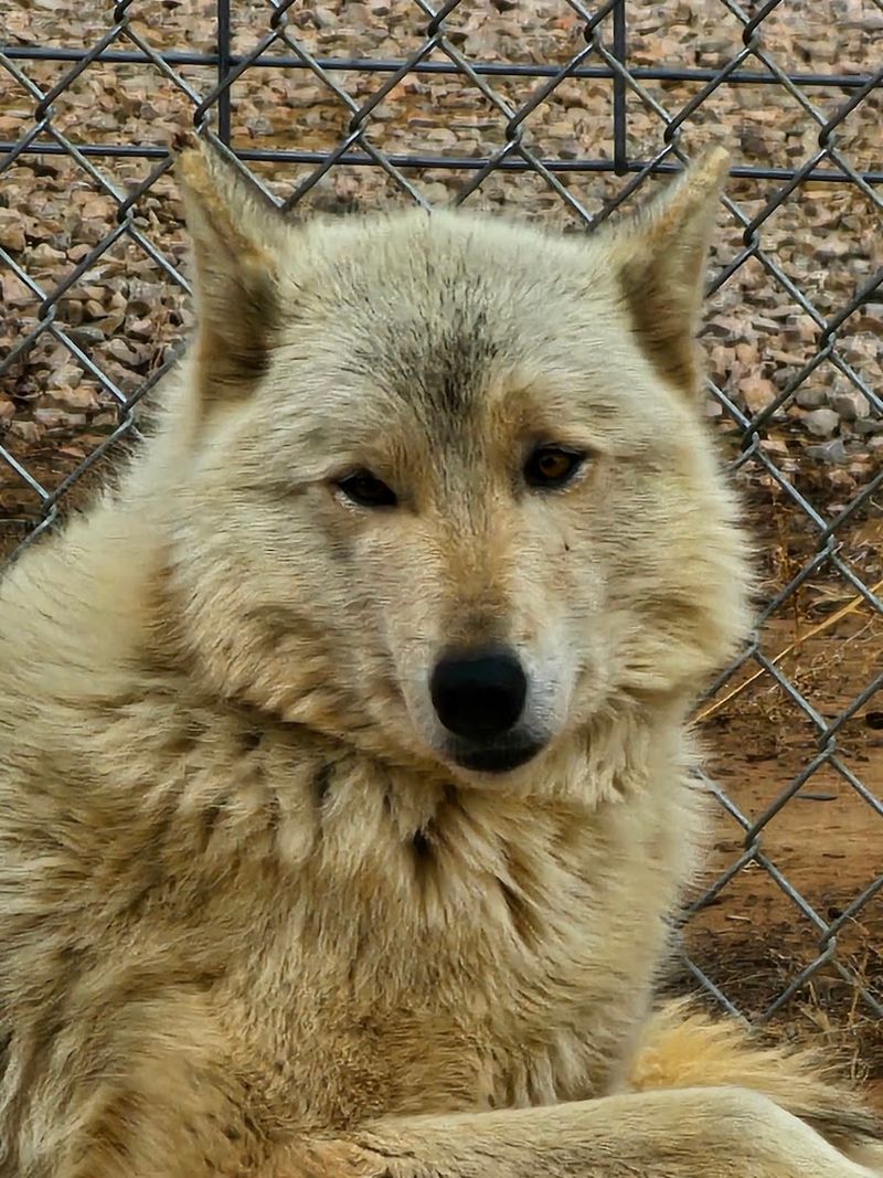 Wild Spirit Wolf Sanctuary