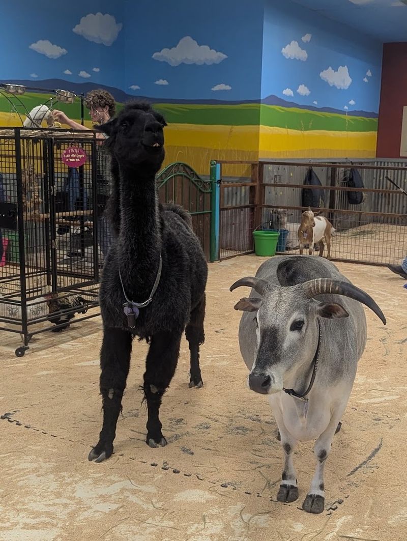 The Rescue Mission Behind The Fun