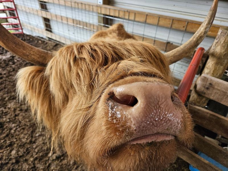 The Fluffiest Cows In Kentucky Live On This Farm And You Can Meet Them Up Close - Decor Hint How To Make The Most Of Your Visit
