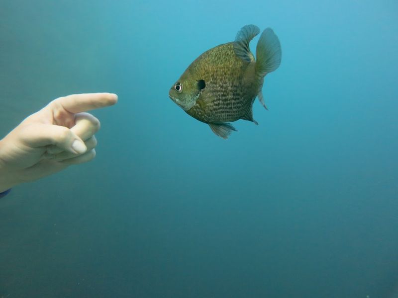 The Underrated Diving Destination In Kentucky You Need To Experience - Decor Hint Practical Tips Before You Book Your First Dive