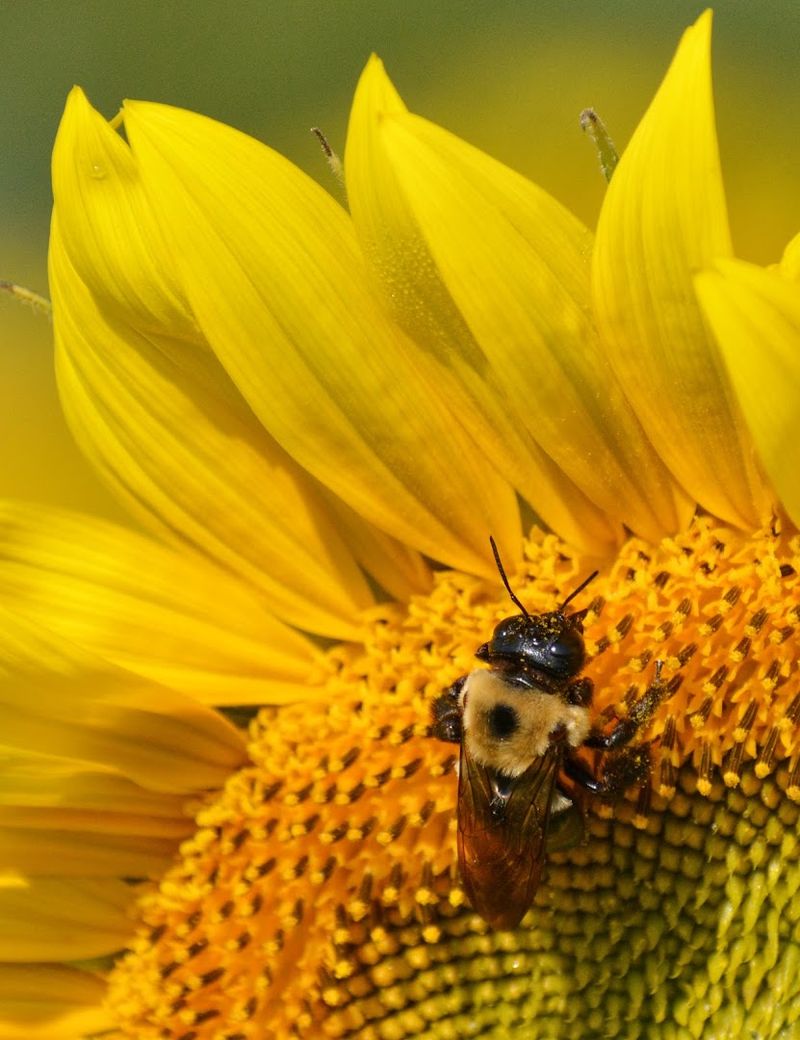 Getting The Best Photos In The Sunflower Field