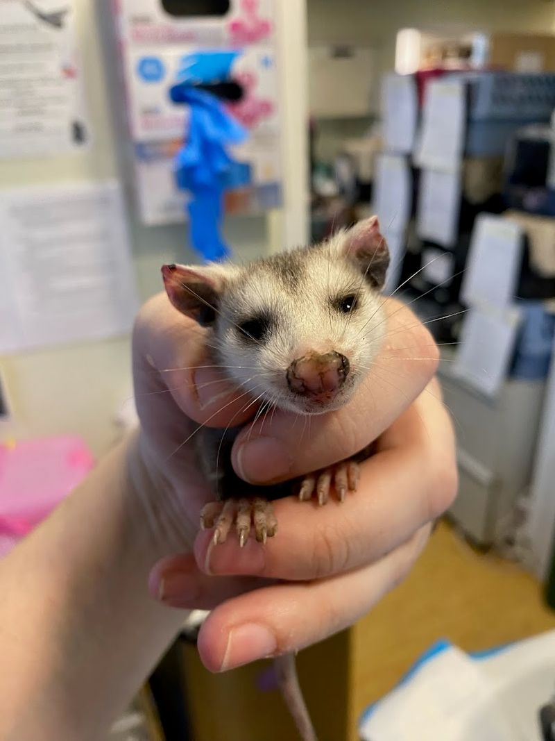 Small Mammals And Surprise Intakes